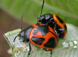 Swamp Milkweed Leaf Beetle